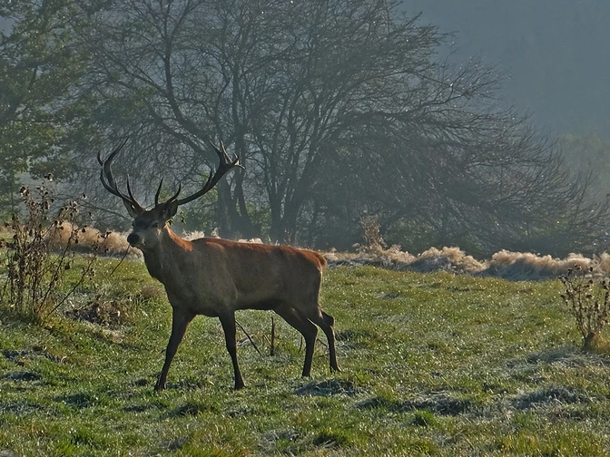 Hirsch