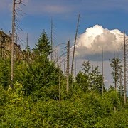 Wilder Wald am Rachel