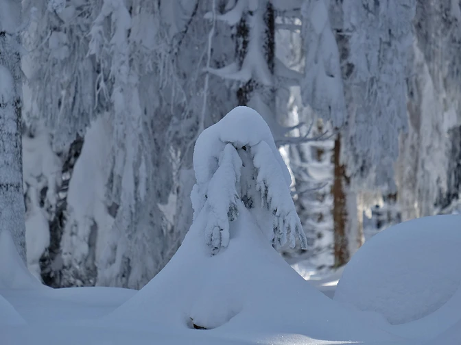 Schneegestalten