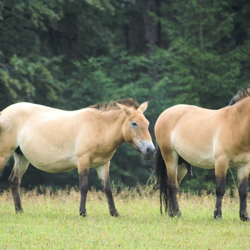 Przewalski-Pferde im Tier-Freigelände Falkenstein