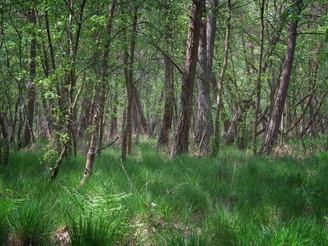 Wald im Salemer Moor