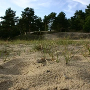 Besenhorster Sandberge