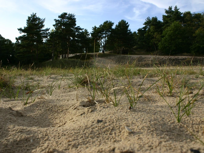 Besenhorster Sandberge