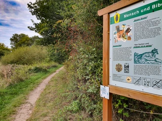 Biberpfad am Hohen Elbufer