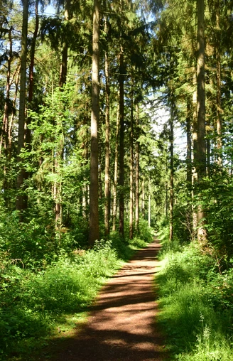 Wanderweg am Freiluft-Fitnessstudio in Geesthacht