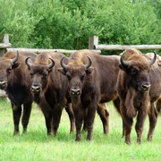 Wisente Vier Wisente stehen nebeneinander auf einer grünen Wiese