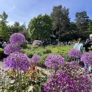 Kurpark Mölln.jpg Eine grüne Parklandschaft mit lila Blüten und Menschen an einem sonnigen Tag im Kurpark Mölln.