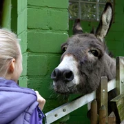 Märchenzoo Blauer See in Ratingen Ein Esel lehnt sich über einen Zaun, während ein Kind im lilafarbenen Mantel ihn ansieht.