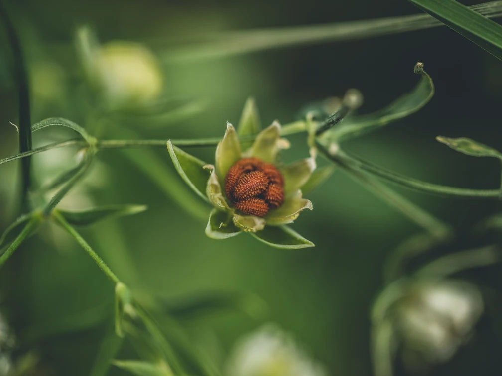 Blume Wald.jpg