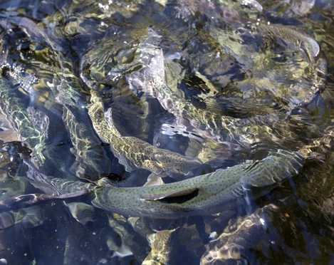 BAIE_Buhlbach_Forelle (11)_klein