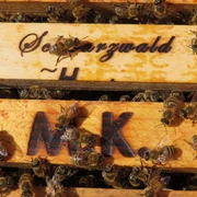 Bienen Stock M.Kober