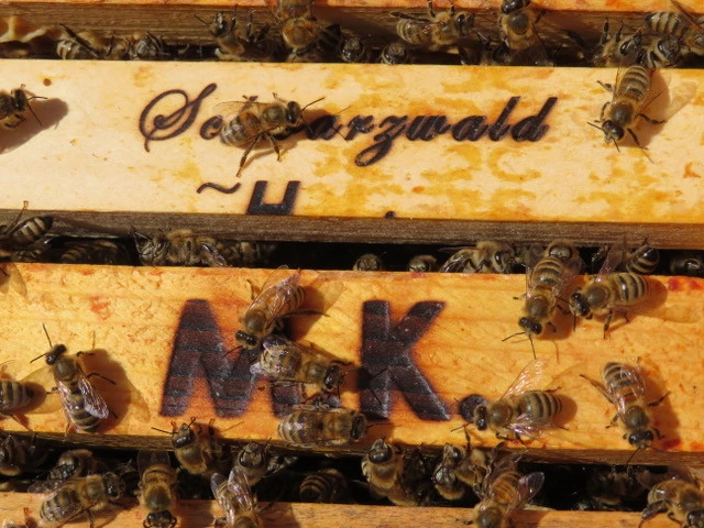 Bienen Stock M.Kober