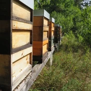 Bienenstock Kober