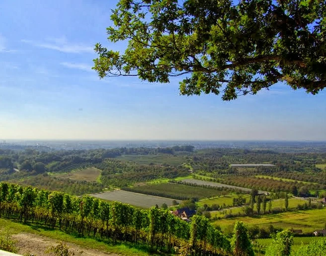 Blick vom Plauelrainer Köpfle Richtung Süden