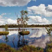 Kaltenbronn - Hochmoorgebiet 1