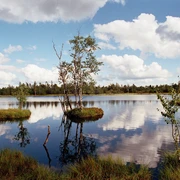 Hochmoor Kaltenbronn im Schwarzwald_Zweckverband Im Tal der Murg