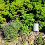 Lavendel am Gut Halfeshof.jpg Lavendel und andere Pflanzen wachsen neben einer Gießkanne auf einer steinigen Fläche vor dichten Bäumen.