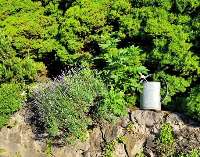 Lavendel am Gut Halfeshof.jpg Lavendel und andere Pflanzen wachsen neben einer Gießkanne auf einer steinigen Fläche vor dichten Bäumen.