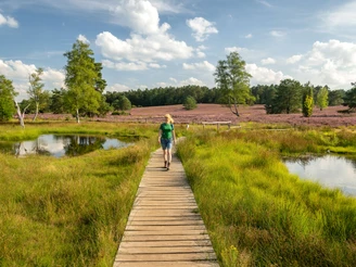 Der Steg über den Büsenbach Rundwanderweg durch die Höhepunkte der Nordheide