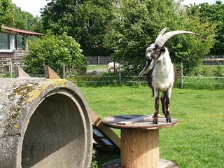 Eine schwarz-weiße Ziege steht auf einer Kabeltrommel aus Holz