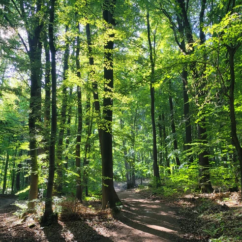 Ein sonnendurchfluteter Waldweg im grünen Laubwald des Wiehengebirges, gesäumt von hohen Bäumen.