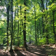 Wiehengebirge Ein sonnendurchfluteter Waldweg im grünen Laubwald des Wiehengebirges, gesäumt von hohen Bäumen.