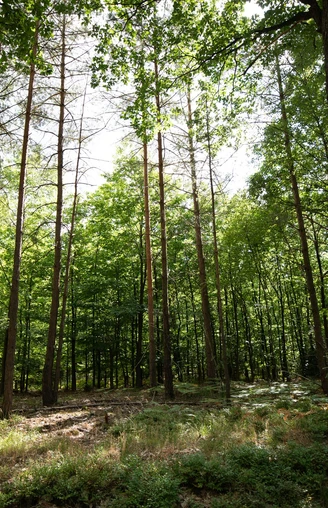 Dichter Wald Wandern durch dichte grüne Wälder