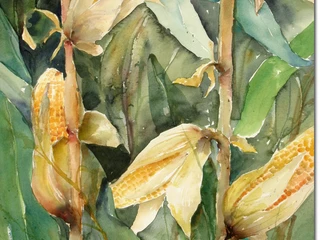 Sybille Kölb - Maiskolben.jpg