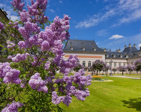 Pillnitz im Frühling Pillnitz im Frühling