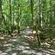 Wolfsschlucht.jpg Ein schattiger Waldweg zieht sich durch einen ruhigen, grünen Laubwald in Rastede.