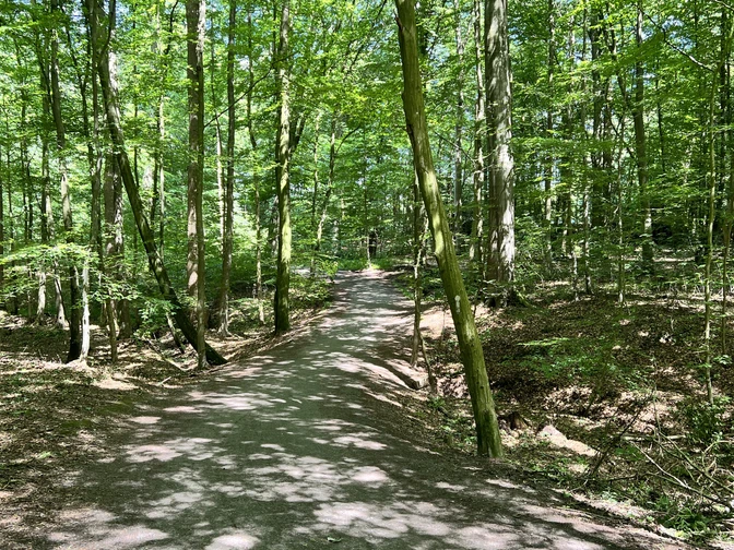 Wolfsschlucht.jpg Ein schattiger Waldweg zieht sich durch einen ruhigen, grünen Laubwald in Rastede.