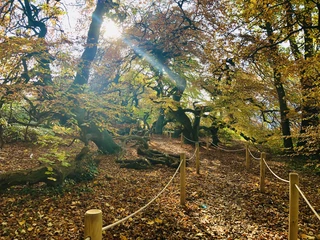 Süntelbuchenallee Bad Nenndorf