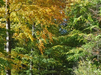 Herbstlicher Waldweg von hoch aufragenden Laubbäumen mit gelben und grünen Blättern gesäumt.