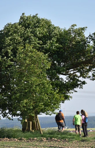 Treeser Kaffeebäumchen