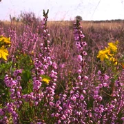 Bluehende-heide-foto_ccbysa_foto©bispingen-touristik.jpg