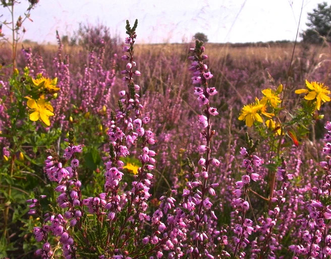 Bluehende-heide-foto_ccbysa_foto©bispingen-touristik.jpg