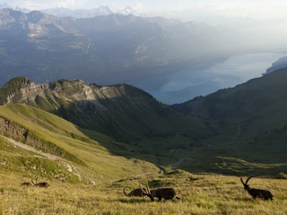 Steinbock Trek 3 Steinbock Trek