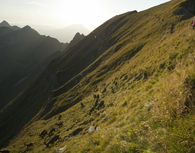 Steinbock Trek 4 Steinbock Trek