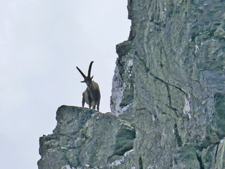 Steinwild am Furggubäumhorn
