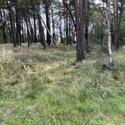 Hohlwege Ein lichter Wald mit Kiefern und Birken sowie einem Boden aus Gras und Heide im natürlichen Licht.