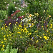 Staudenblüte bei Mithoff