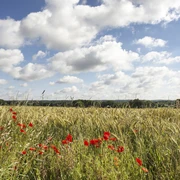 Wallenhorst