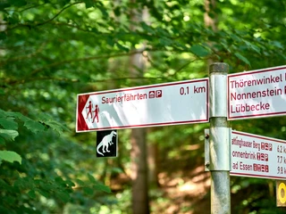 Ausschilderung an den Saurierfährten Wegweiser im Wald mit Angaben zu Saurierfährten und Entfernungen zu Sehenswürdigkeiten.