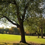 Park mit großflächiger Wiese und prächtigen Bäumen im herbstlichen Licht.