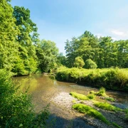 Grünmetropole Breiter Bachlauf zwischen grünen Büschen und Bäumen.
