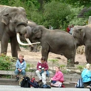 Niederlande_-_Noorder_Dierenpark_-_Zoo_Emmen_in_Emmen.jpg