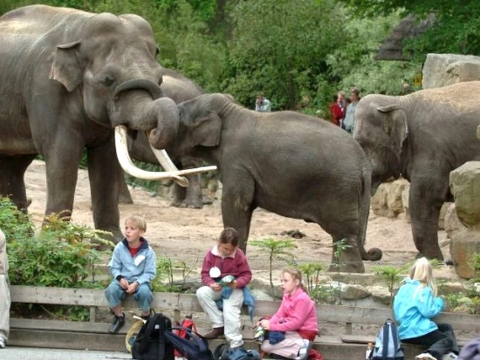 Niederlande_-_Noorder_Dierenpark_-_Zoo_Emmen_in_Emmen.jpg