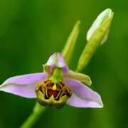 bienen-ragwurz-silberberg_Richard_Binkowski