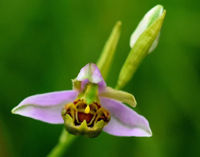bienen-ragwurz-silberberg_Richard_Binkowski