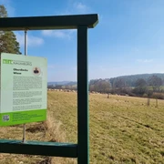 20220304 Naumburg Oberdiecks Wiese